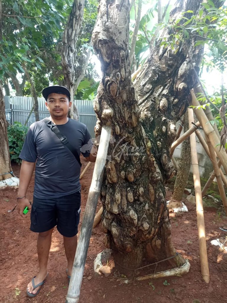Jual Pohon Balibong