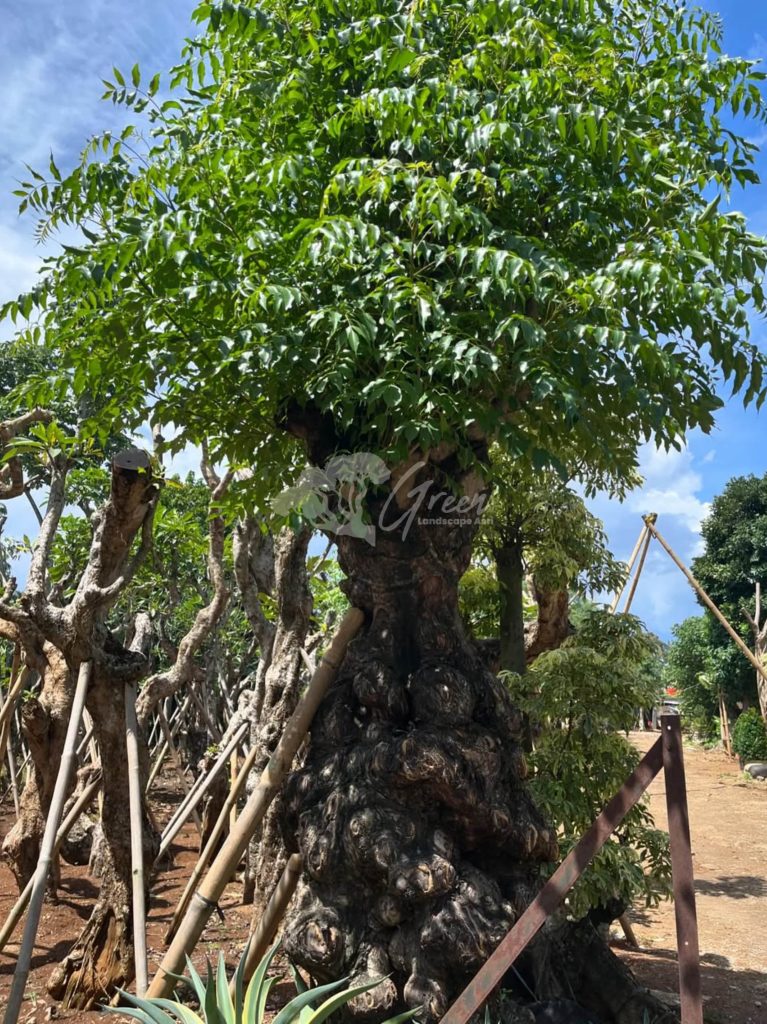 Jual Pandan Bali