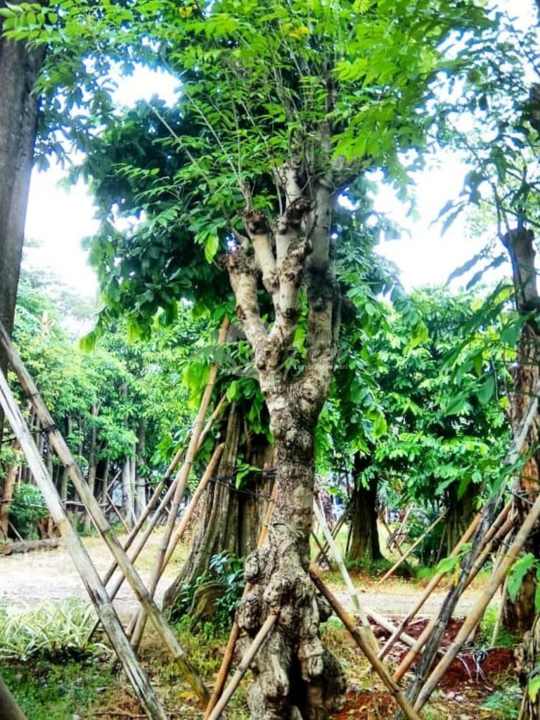 Jual Pohon Balibong