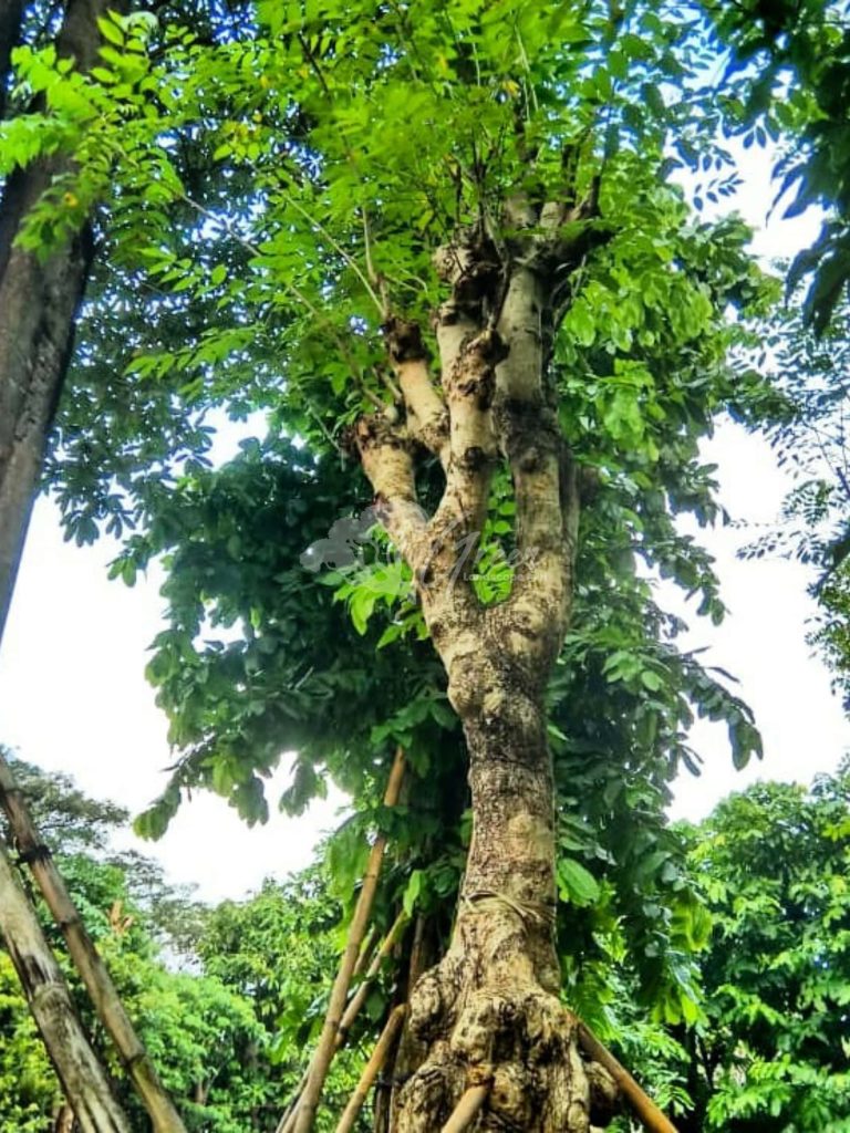 Jual Pohon Balibong