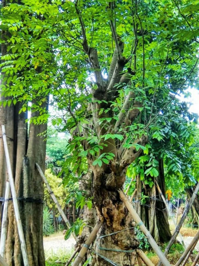 Jual Pohon Balibong
