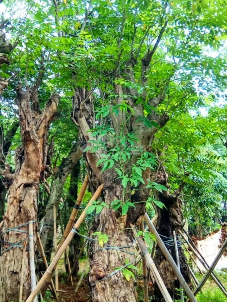 Jual Pohon Balibong