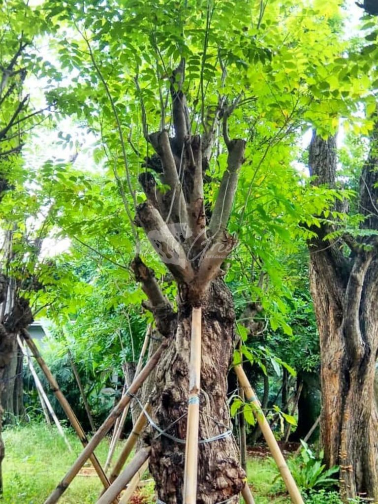 Jual Pohon Balibong