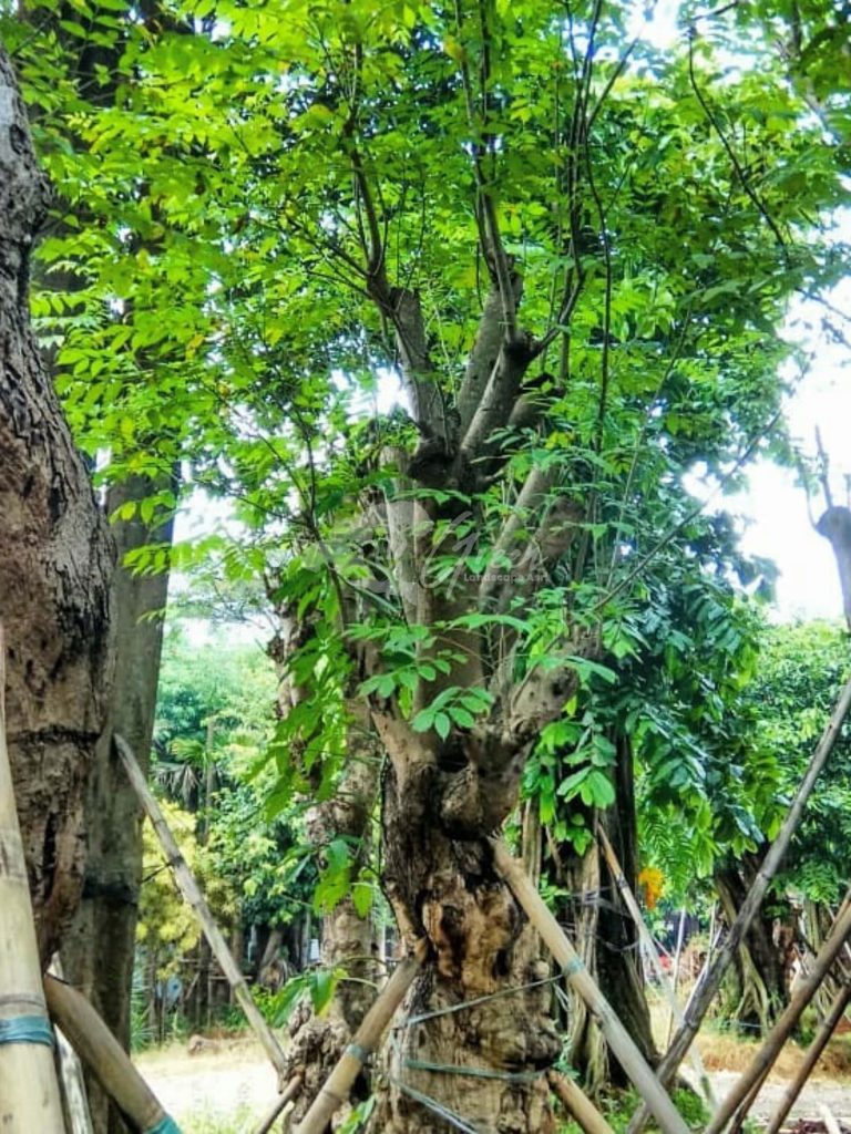 Jual Pohon Balibong