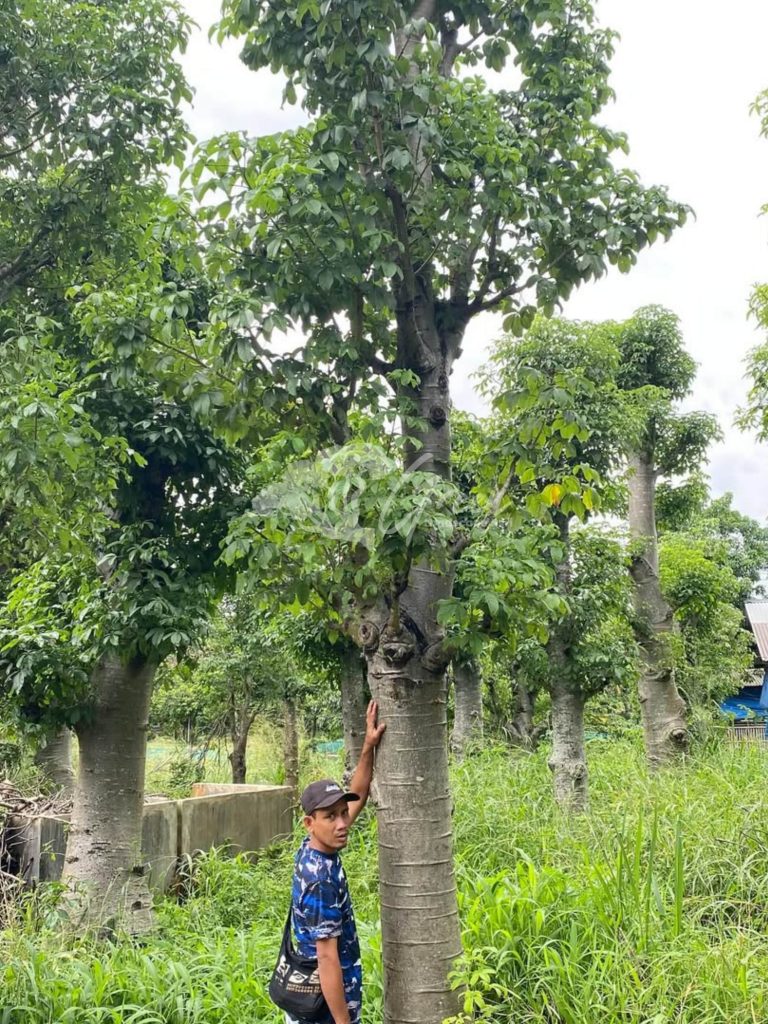 Jual Pohon Baobab