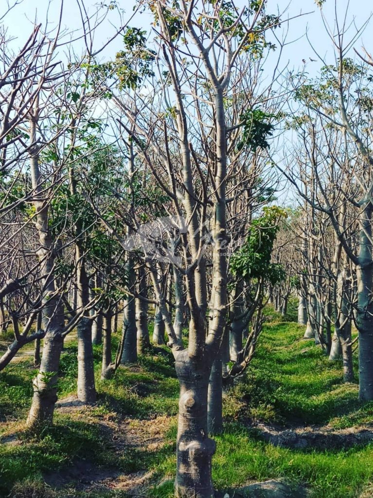 Jual Pohon Baobab