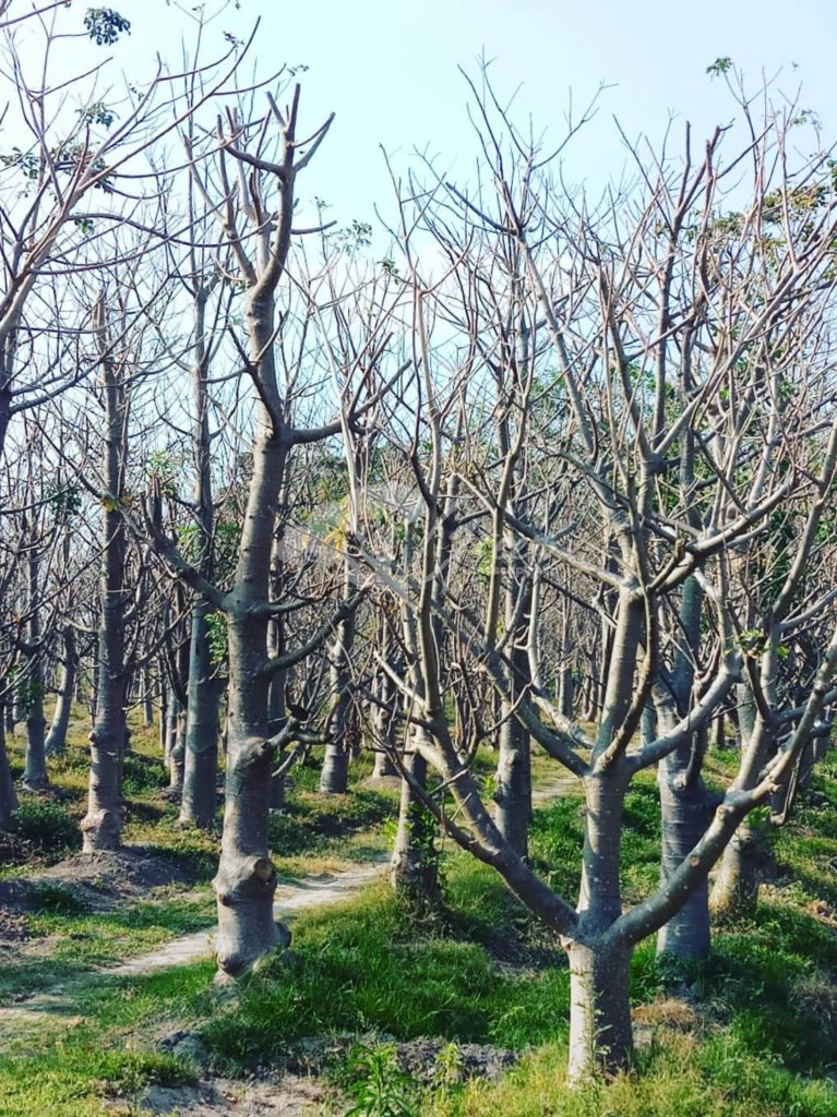 Jual Pohon Baobab