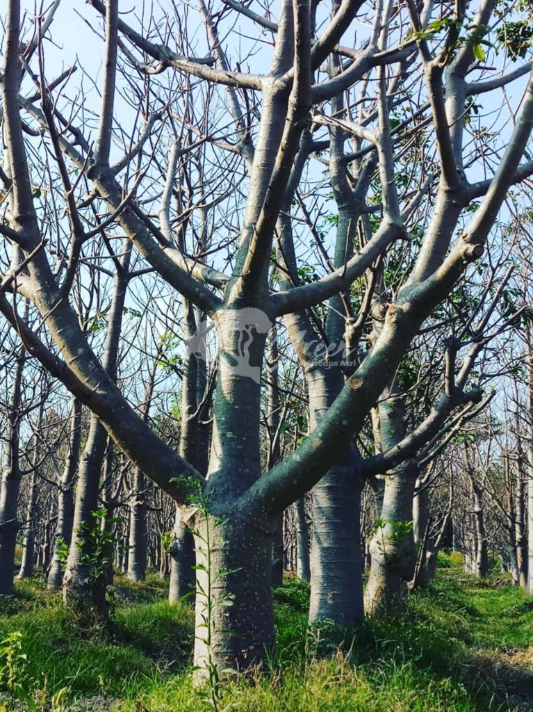 Jual Pohon Baobab