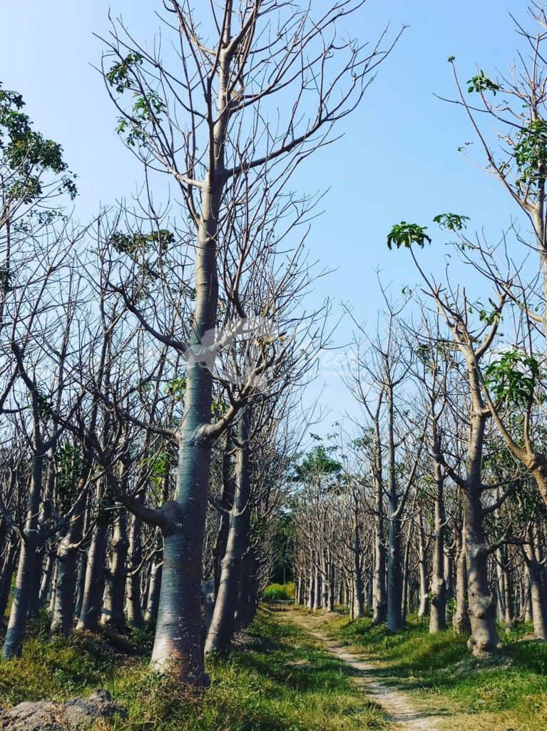 Jual Pohon Baobab