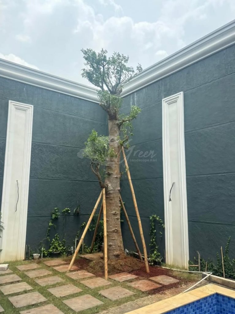 Jual Pohon Baobab