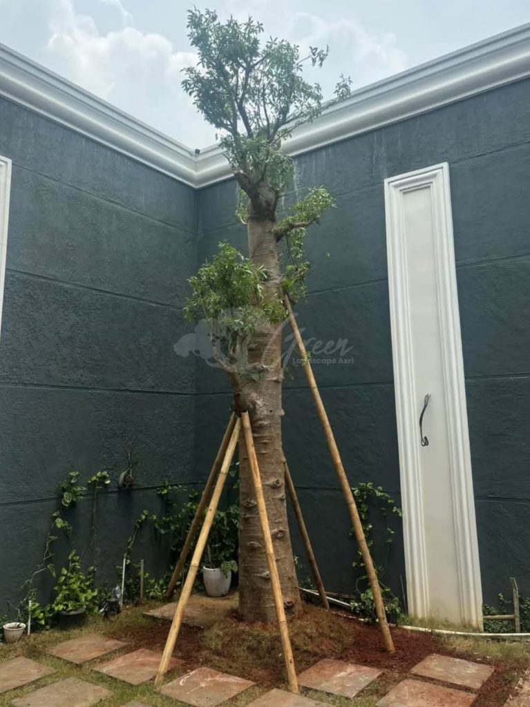 Jual Pohon Baobab