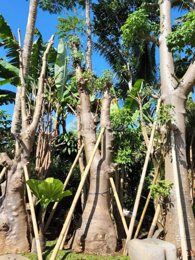 Jual Pohon Baobab