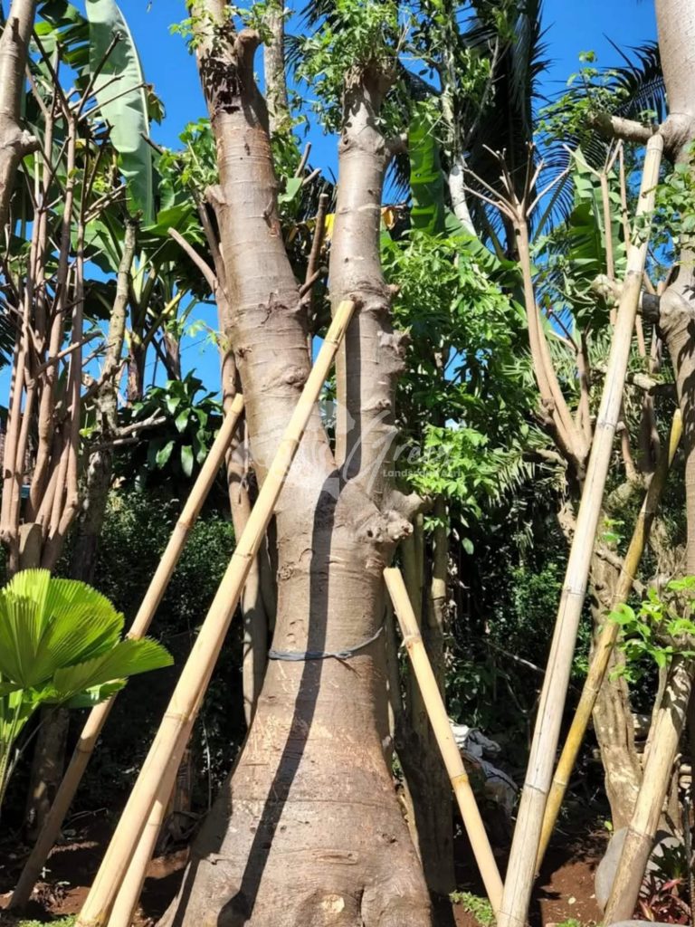 Jual Pohon Baobab