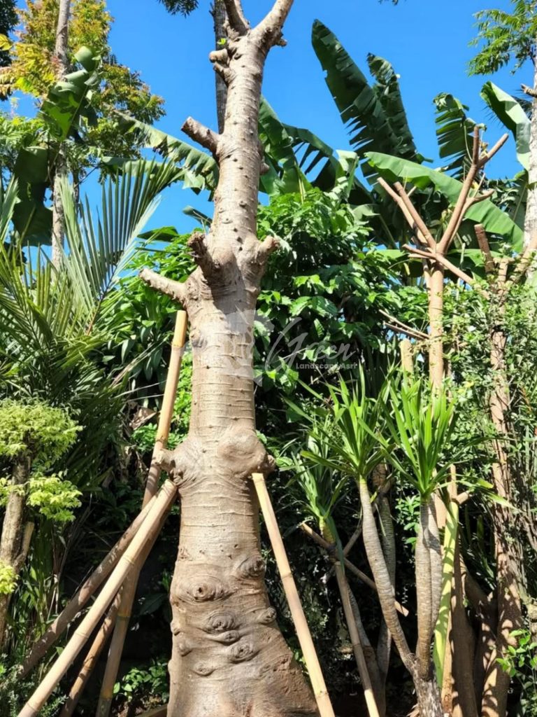Jual Pohon Baobab