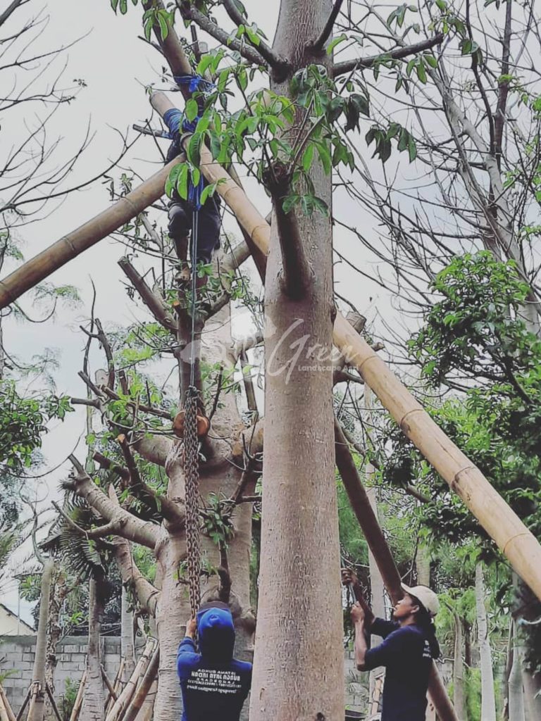 Jual Pohon Baobab