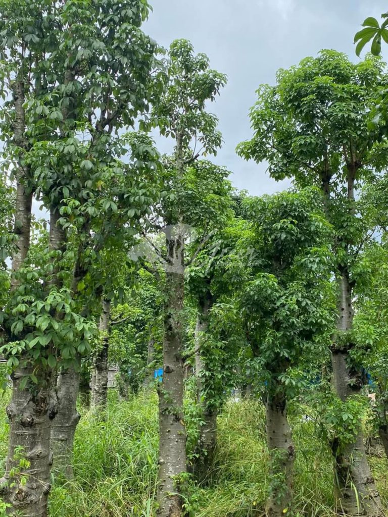 Jual Pohon Baobab