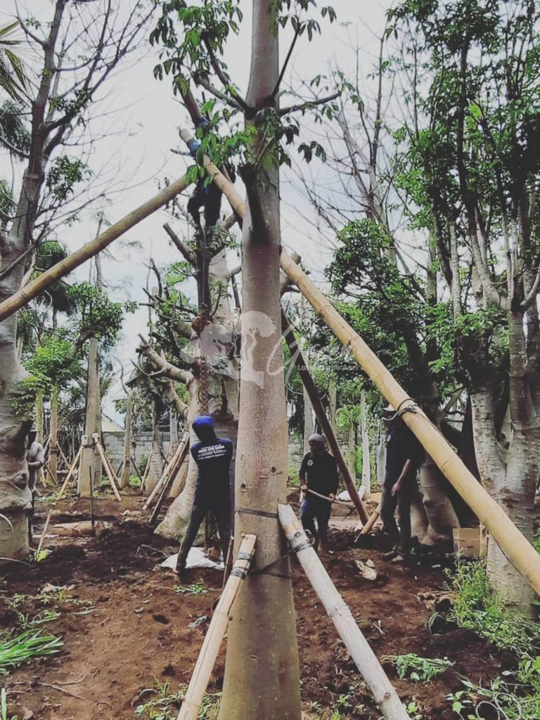 Jual Pohon Baobab
