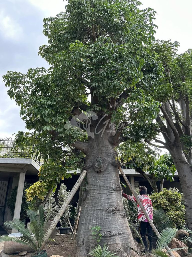 Jual Pohon Baobab