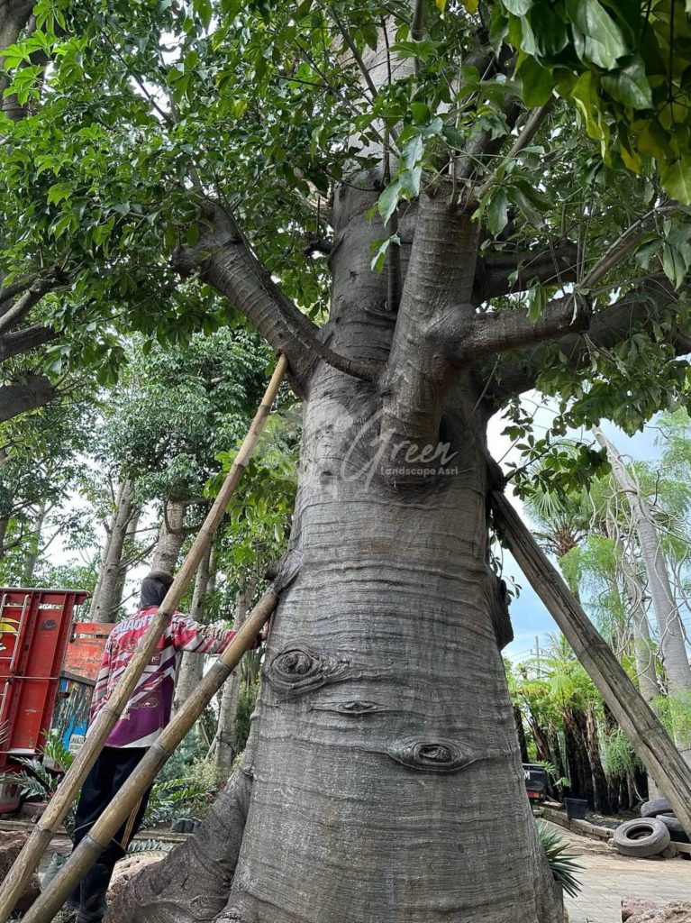 Jual Pohon Baobab