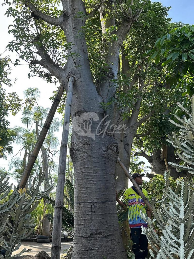Jual Pohon Baobab