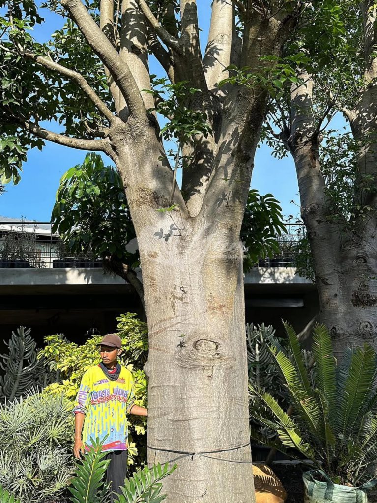 Jual Pohon Baobab