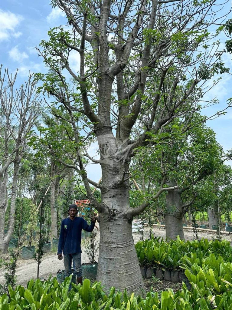 Jual Pohon Baobab