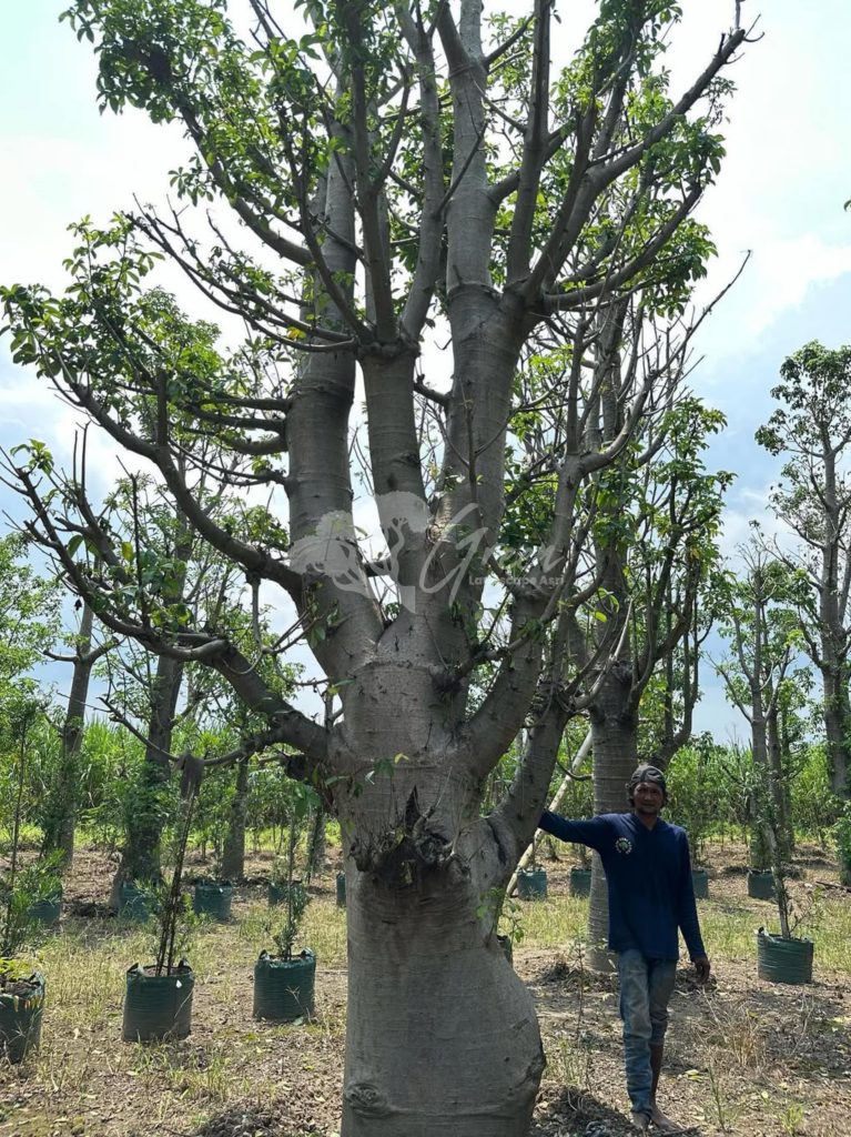 Jual Pohon Baobab
