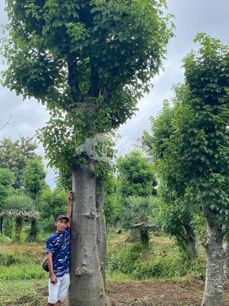 Jual Pohon Baobab