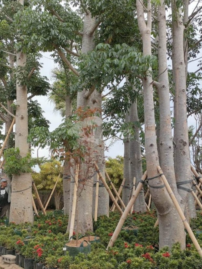 Jual Pohon Baobab
