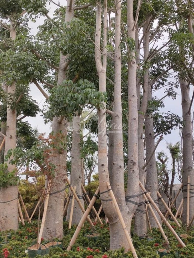 Jual Pohon Baobab