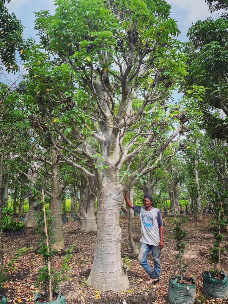 Jual Pohon Baobab