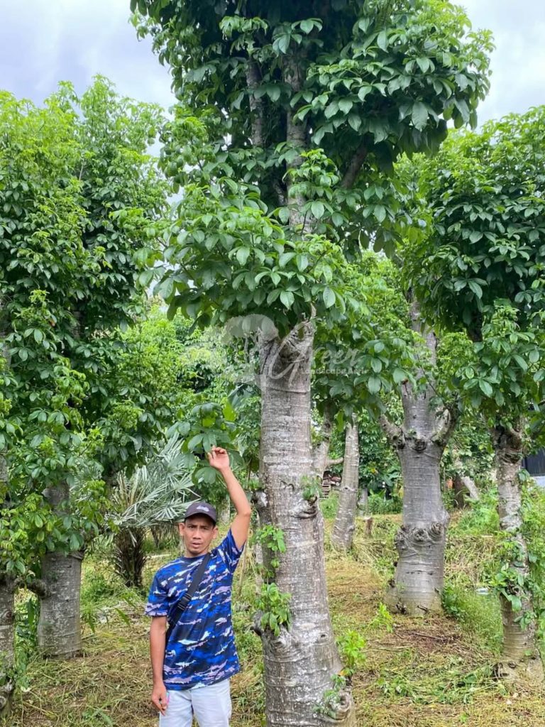 Jual Pohon Baobab