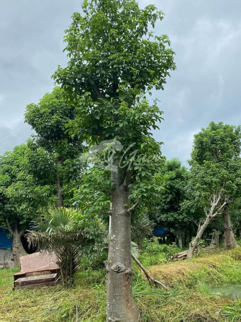Jual Pohon Baobab