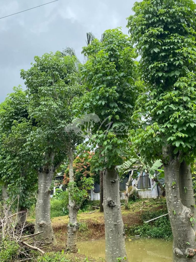 Jual Pohon Baobab