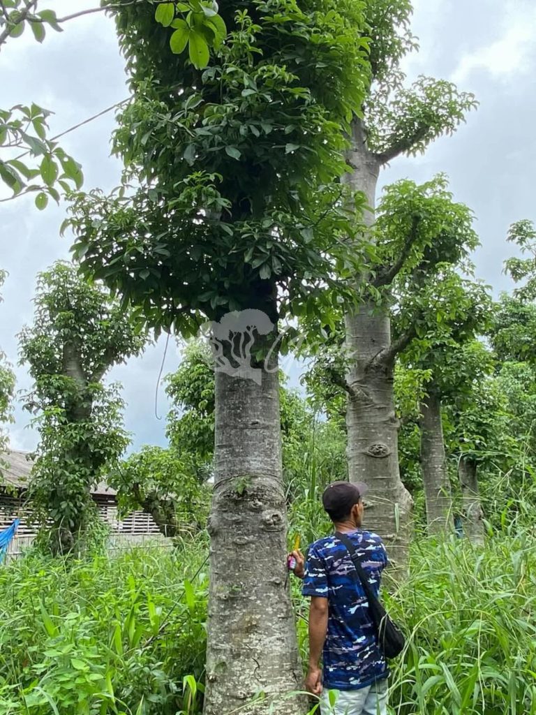 Jual Pohon Baobab