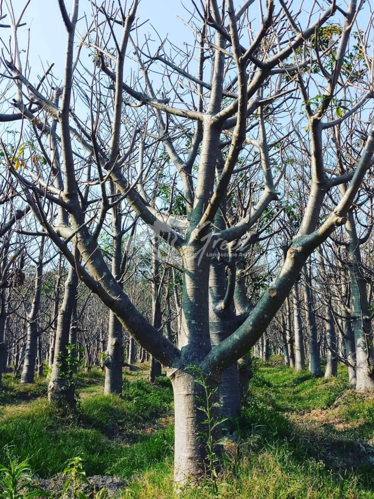 Jual Pohon Baobab