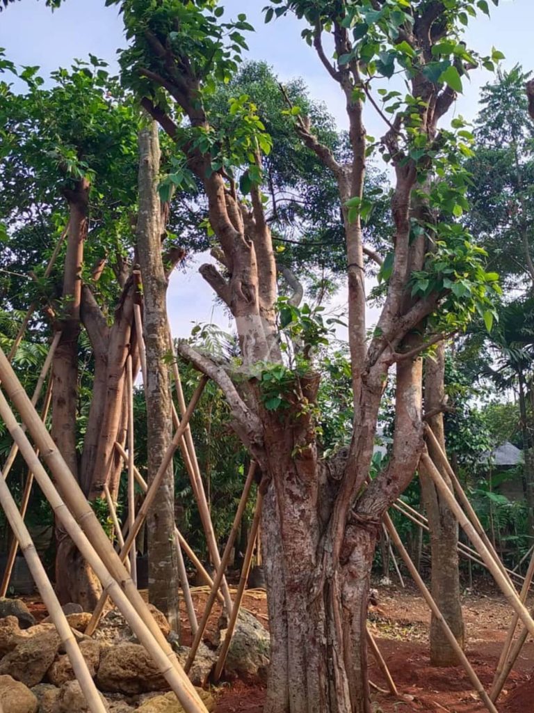 Jual Pohon Bodhi Ancak