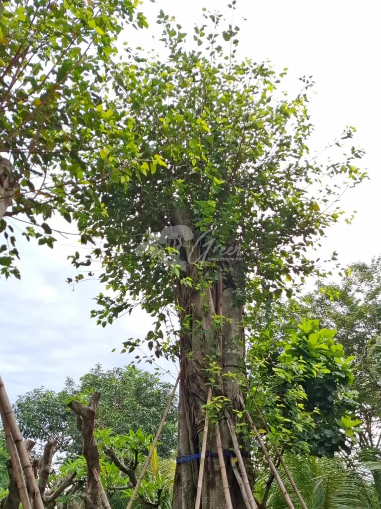 Jual Pohon Bodhi Ancak