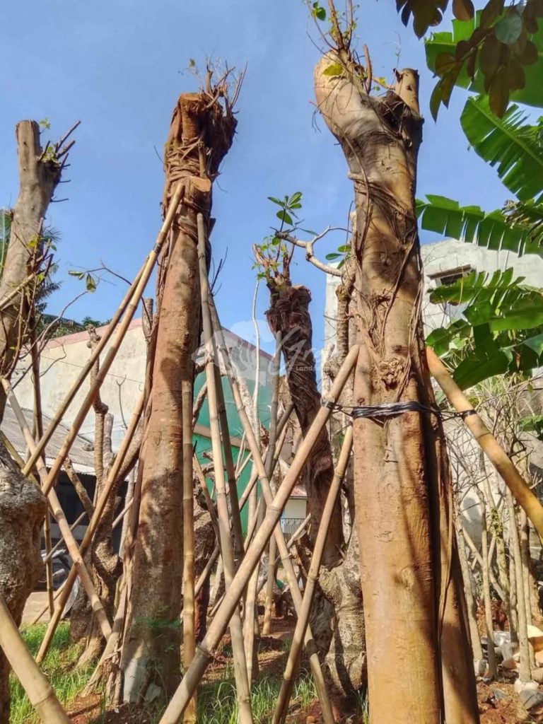 Jual Pohon Bodhi Ancak