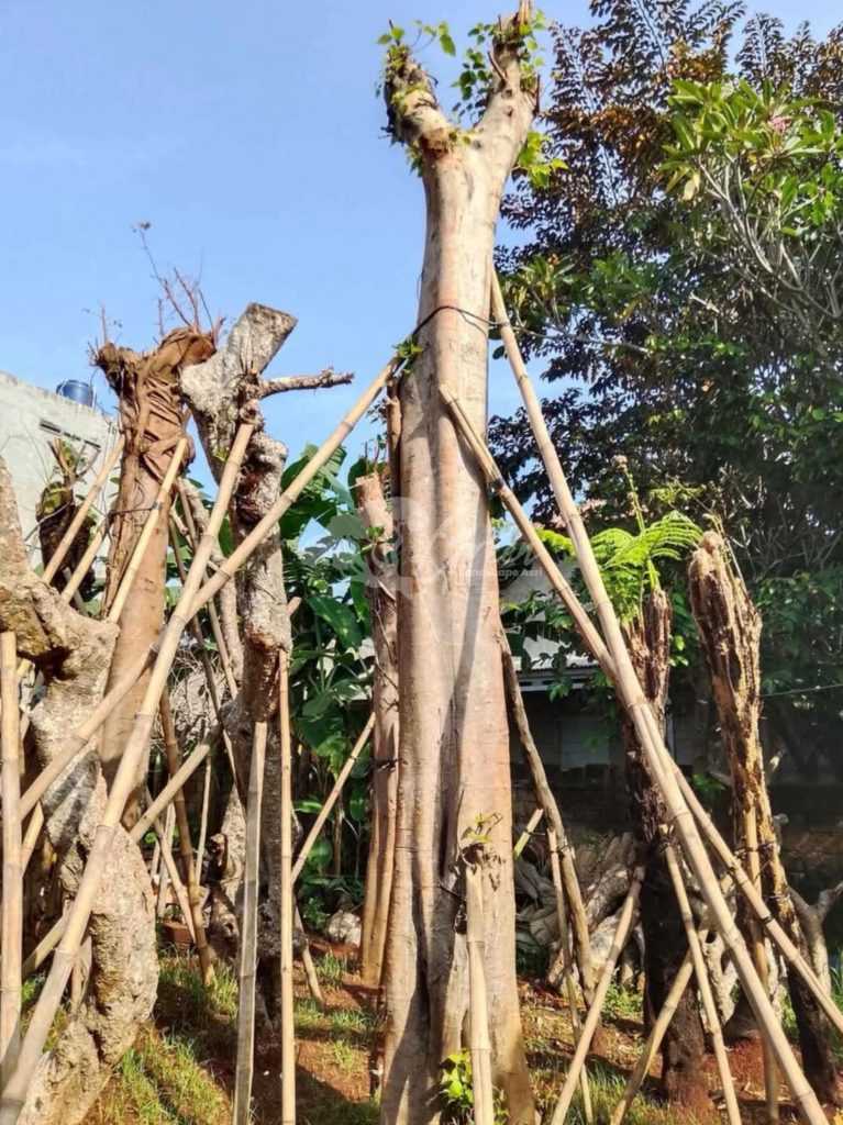 Jual Pohon Bodhi Ancak