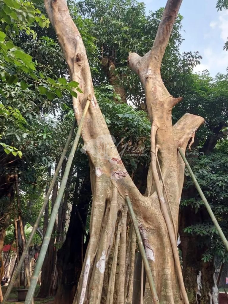 Jual Pohon Bodhi Ancak