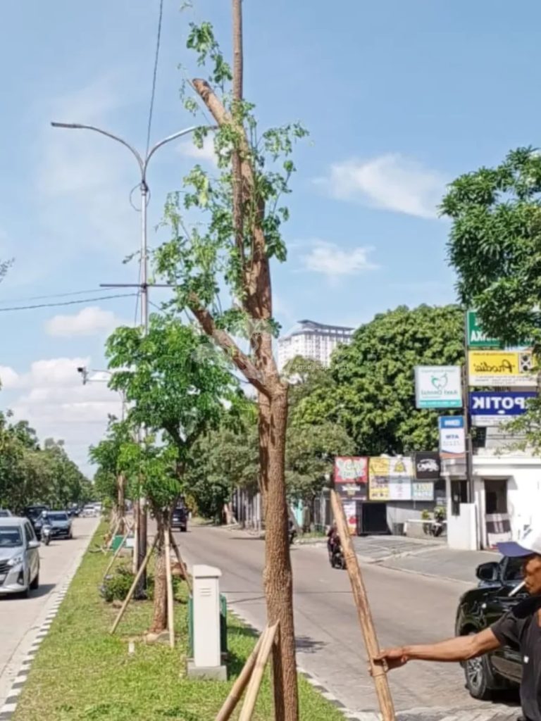 Jual Pohon Bungur