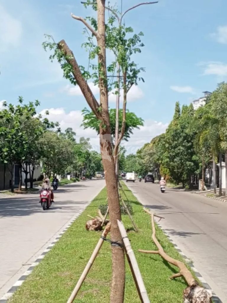 Jual Pohon Bungur