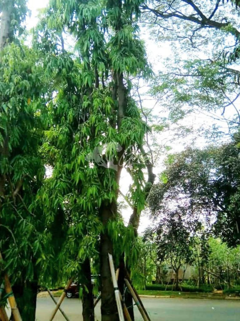 Jual Pohon Bungur