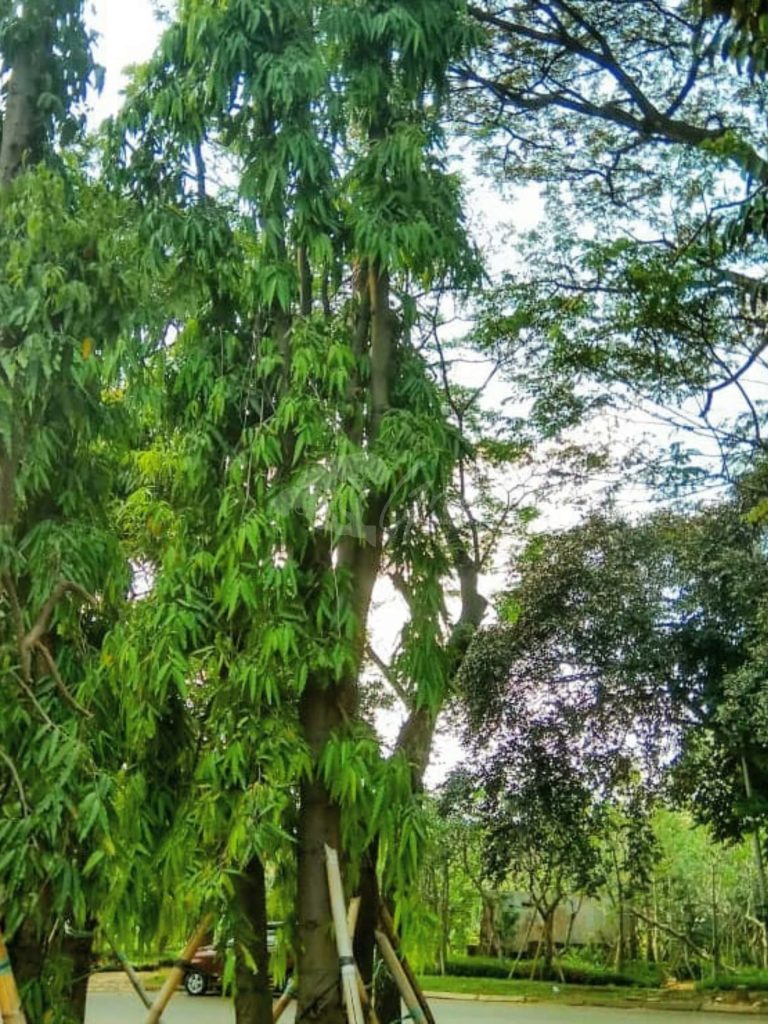 Jual Pohon Bungur