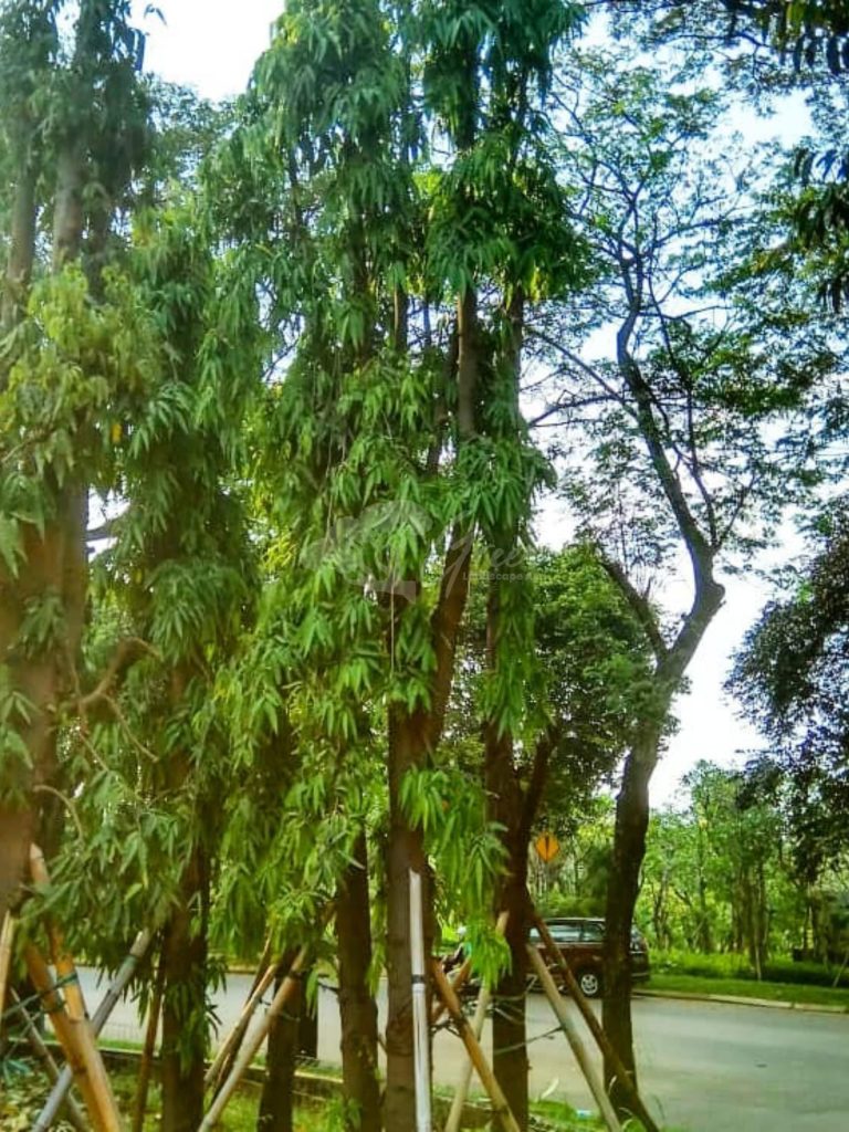 Jual Pohon Bungur
