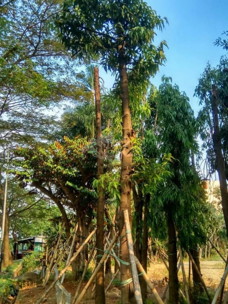 Jual Pohon Bungur