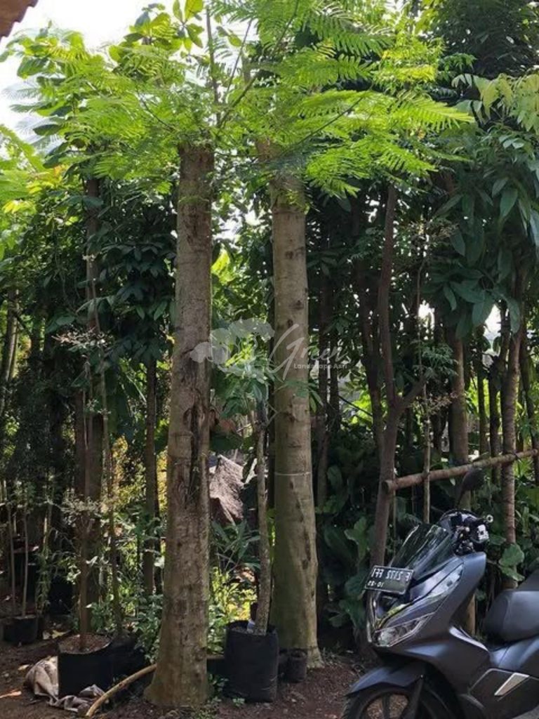 Jual Pohon Flamboyan