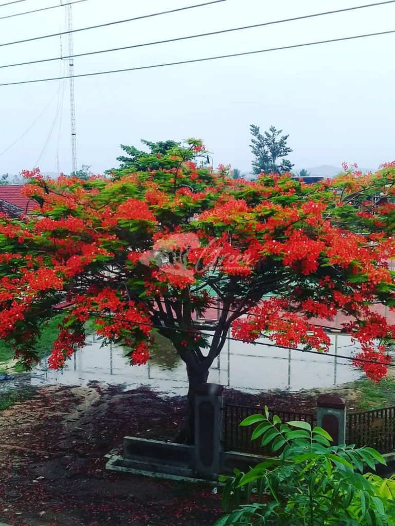 Jual Pohon Flamboyan