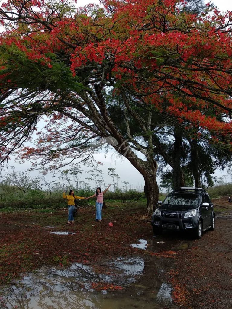 Jual Pohon Flamboyan